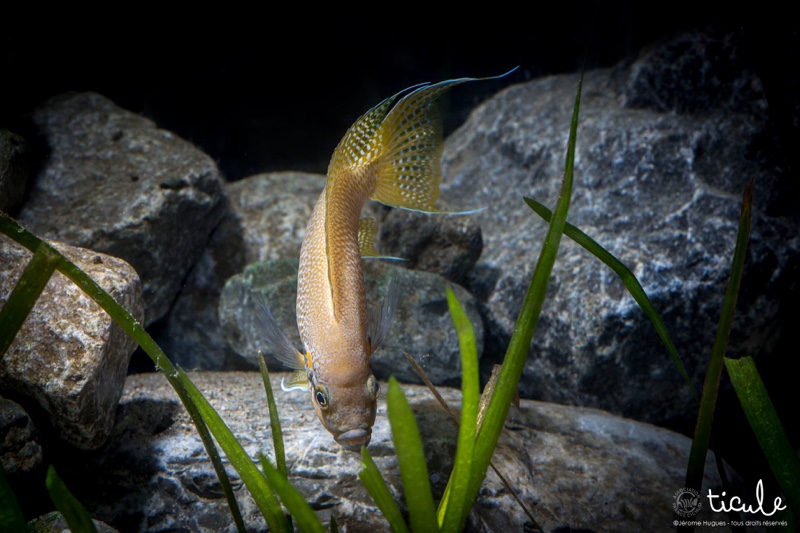 Neolamprologus helianthus